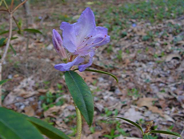 Blue Success