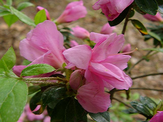 Janet Flick
