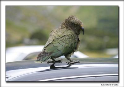 u29/kelvin_khor/medium/17099071.IMG_3001WB.jpg