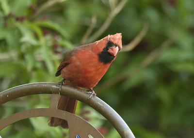 Cardinal On Copper