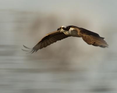 Osprey In The Mist