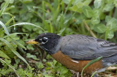 American Robin