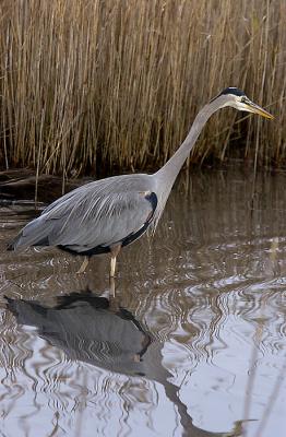 GBH, Hammonassett SP