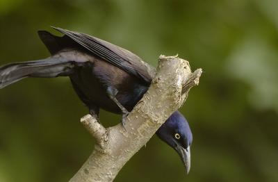 Grackle