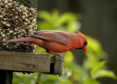 Male Cardinal