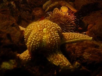 Starfish dining on a sea urchin