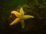 Another Starfish