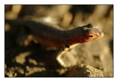  lava lizard (Santiago)