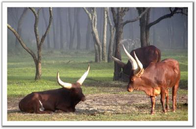 Ankole cattle in the morning mist