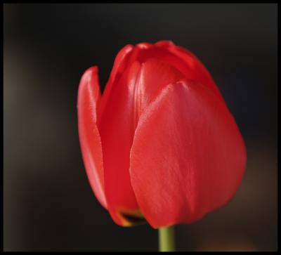 wtulipP5033677.jpg