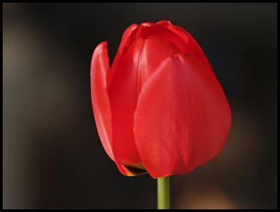 wtulipP5033673.jpg