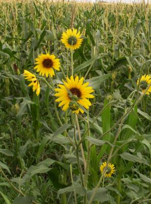 A few stray sunflowers trying to upstage the corn field.