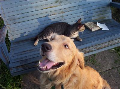 Buddy and Jerry.  Although Jerry hisses at the dogs, he willingly comes into the backyard and walks all around near the dogs in order to be near me.  He acts like the dogs are about to pounce on him and goes on the defense.  Buddy absolutely LOVES to try and act as though he's going to go after the cat, just to see if he can make the cat hiss, yet he only toys with the cats, never actually touching them with his mouth.  I'd brought a book out and was swinging in the backyard swing while Dave was cutting the backyard on the riding lawn mower, and then decided to take a photo shoot.