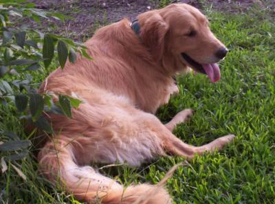 A nice shot of Buddy taking a break on a warm summer's day.