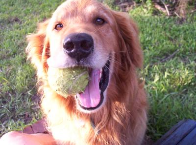 Hunter wanting me to play with him with the ball. He LOVES keeping a toy of some kind in his mouth, whether there are humans in the back yard available to play with him or not.