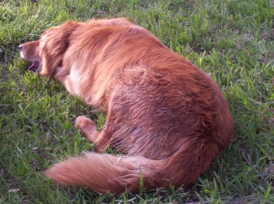 Hunter biting on his tennis ball.