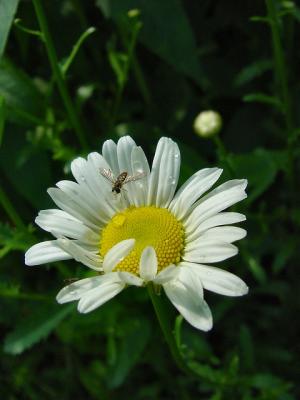 bug on daisy