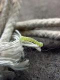 inchworm