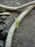 inchworm2