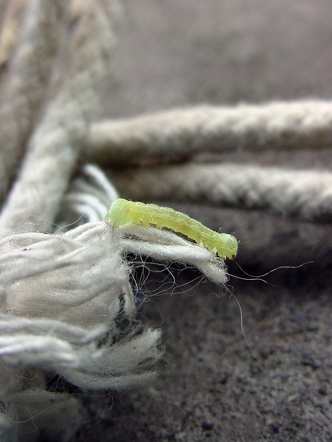 inchworm
