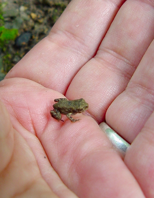 toad itty bitty