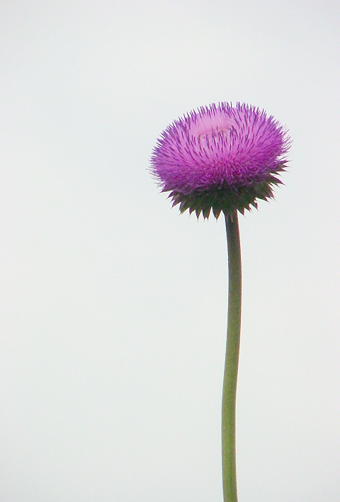 thistle flower