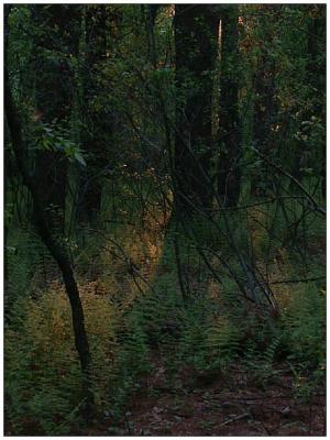 Sunset Walk in Cutler Park