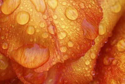 tulip droplets