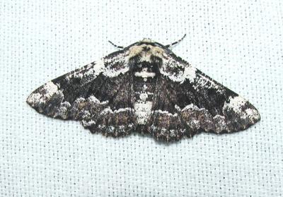 Oak Beauty (Nacophora quernaria) {Geometridae}