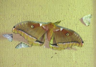 Polyphemus moth