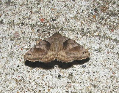 Forage Looper Moth (Caenurgina erechtea) {Catocalinae}