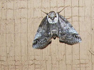 Eyed Baileya Moth (Baileya ophthalmica)