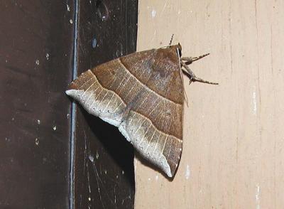 Maple Looper Moth