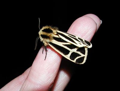 Nais Tiger Moth (Apantesis nais)