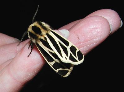 Nais Tiger Moth (Apantesis nais)
