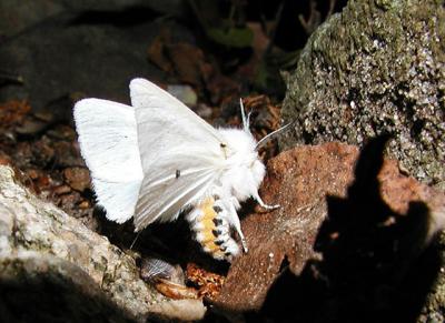 Virginian Tiger Moth (Spilosoma virginica)
