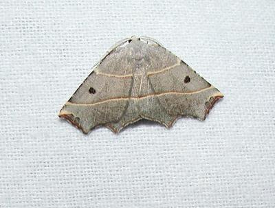 Pale Metanema (Metanema inatomaria) {Geometridae}