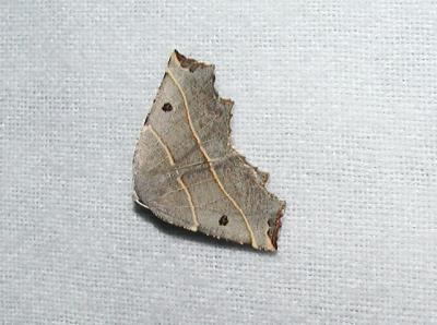 Pale Metanema (Metanema inatomaria)