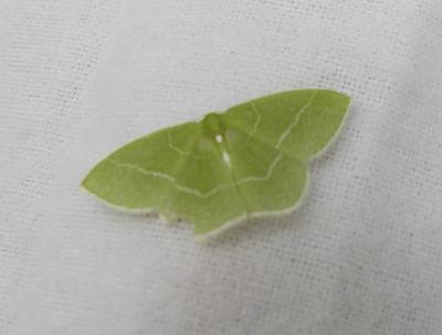 Red-fronted Emerald (Nemoria rubrifrontaria)