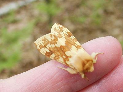 Spotted Tussock Moth (Lophocampa maculata) {Lymantriidae}