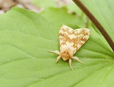 Spotted Tussock Moth (Lophocampa maculata)