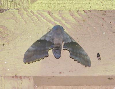 Big Poplar Sphinx Moth ( Pachysphinx modesta)