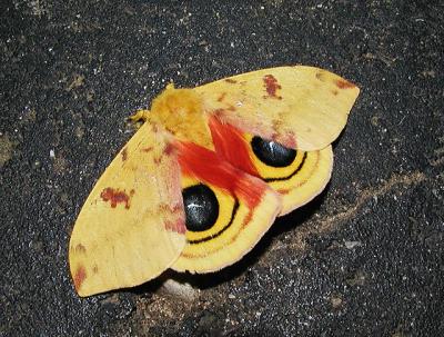 Io Moth (male-Automeris io)