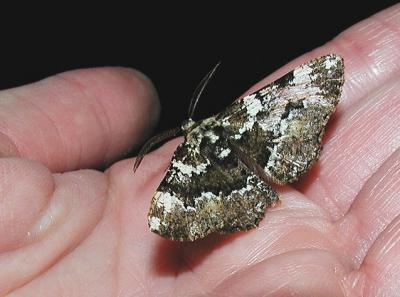 Oak Beauty (Nacophora quernaria)