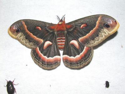 Cecropia Moth (aka Robin Moth-Hyalophora cecropia)