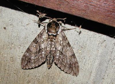 Waved Sphinx (Ceratomia undulosa)