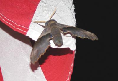 Big Poplar Sphinx Moth (or Modest Sphinx- Pachysphinx modesta)