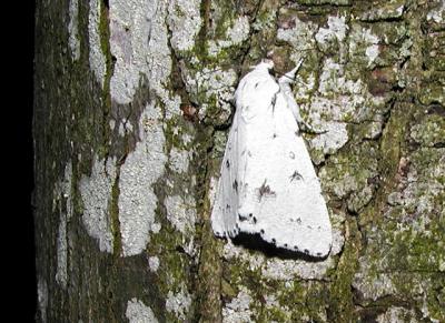 Unmarked Dagger (Acronicta innotata)