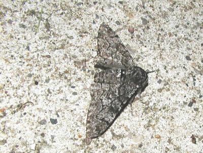 Peppered Moth (Biston betularia)