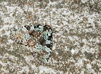 Marbled-green Leuconycta (Leuconycta lepidula )